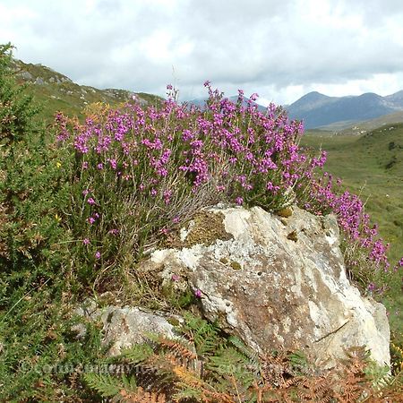 Errismore House Clifden Dış mekan fotoğraf