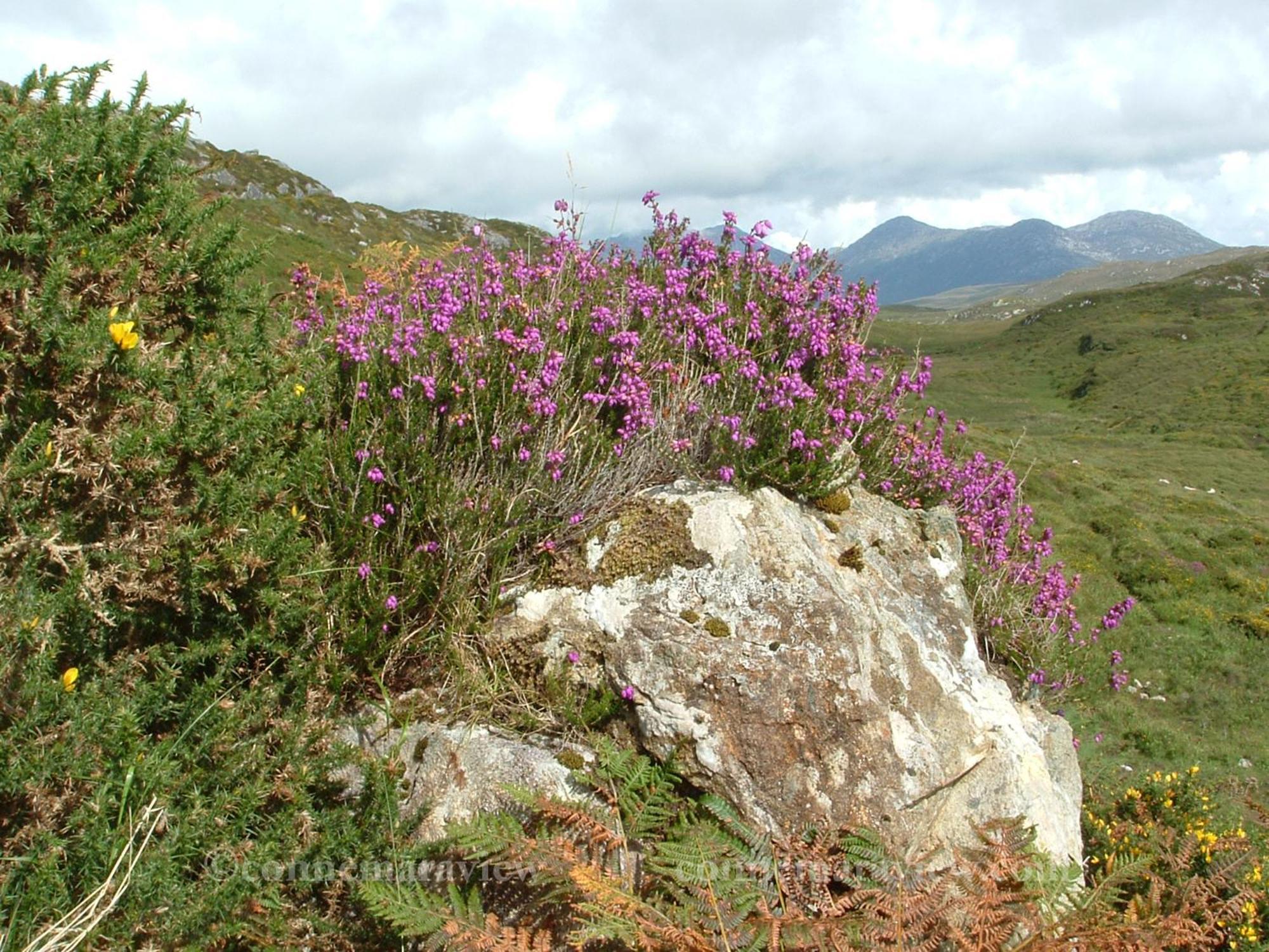 Errismore House Clifden Dış mekan fotoğraf